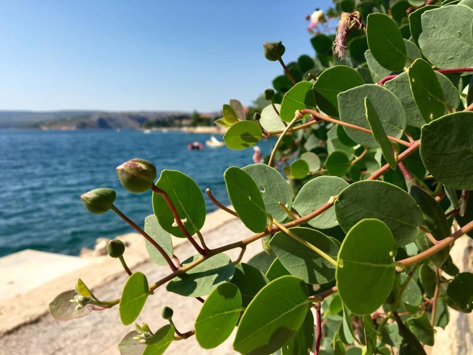 Apartman Mare Maslenica Buitenkant foto
